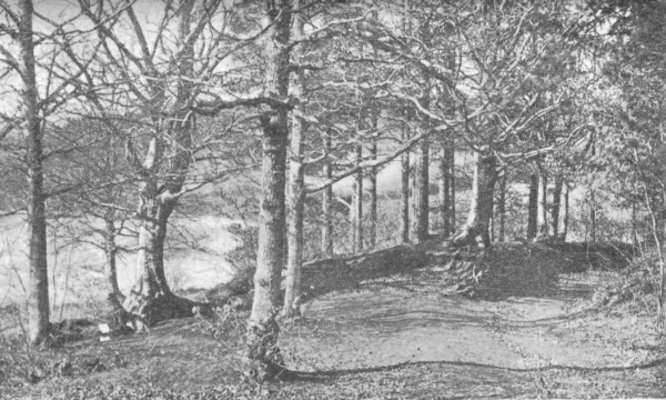 Angley Wood - 1896