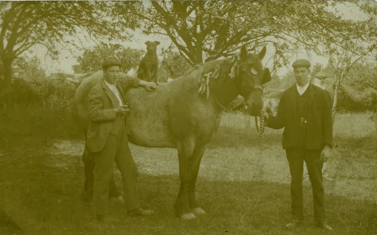 Brewery horse with Fred and Bill Pilbeam - 1910