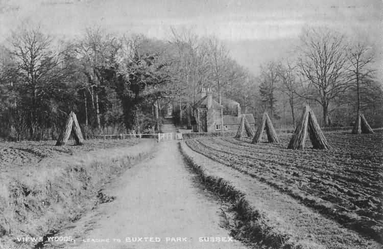 Views Wood, leading to Buxted Park - 1906
