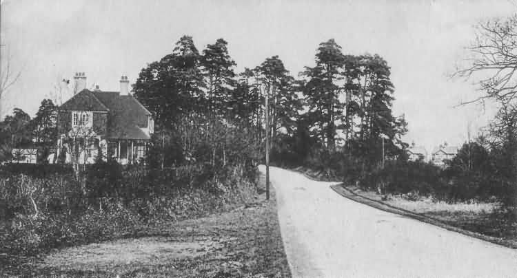 Ladys Wood, Chelwood Gate - 1904