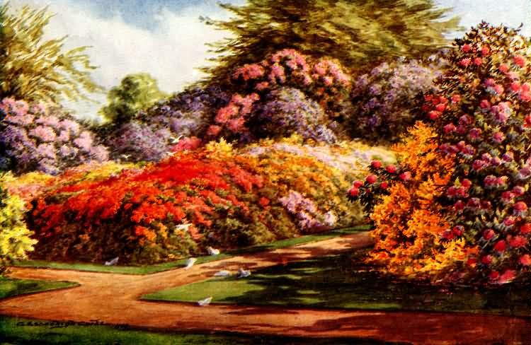 The Rhododendron and Azalea Garden, Ashgrove - 1908