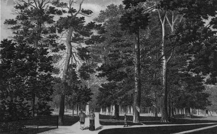 The Grove, Mount Sion - 1889