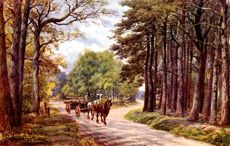 Broadwater Forest - 1905