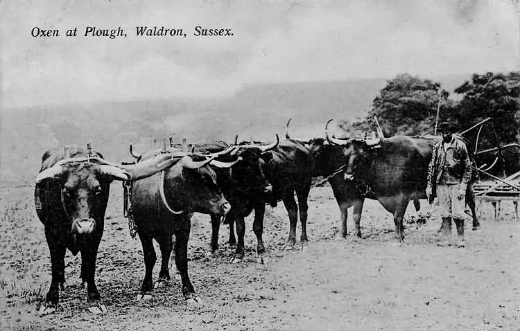 Oxen at plough - 1907