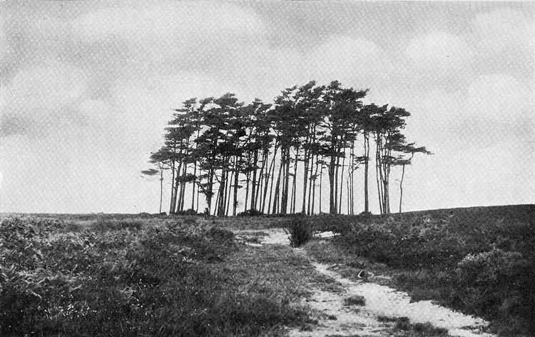 The Roundel of Firs at Gills Lap - 1927