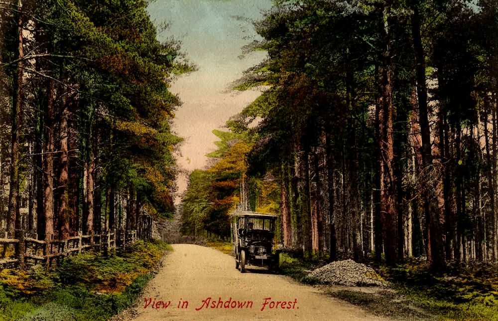 View in the Ashdown Forest - c 1910