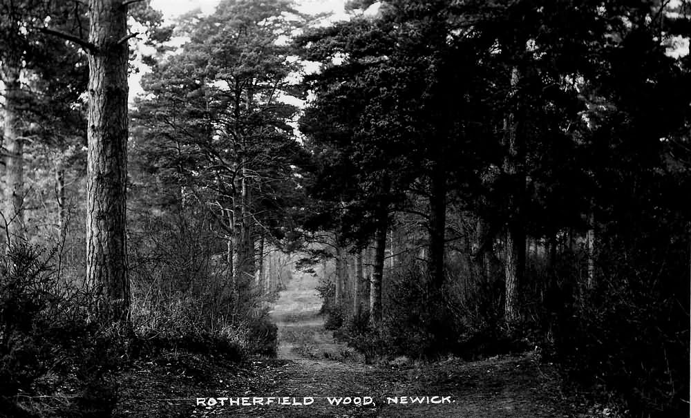 Rotherfield Wood - 1920