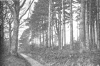 Glassenbury Wood